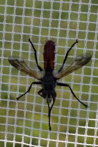 <i>Cylindromyia bicolor</i>