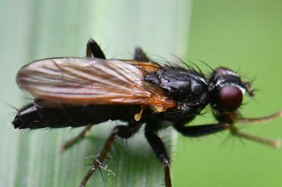 <i>Cordilura impudica</i>