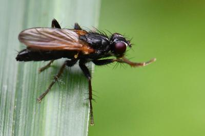 <i>Cordilura impudica</i>