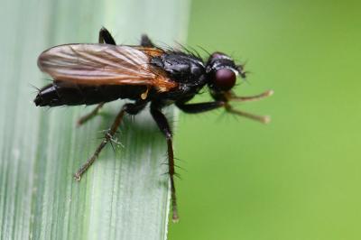 <i>Cordilura impudica</i>