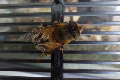 <i>Eristalis pertinax</i>