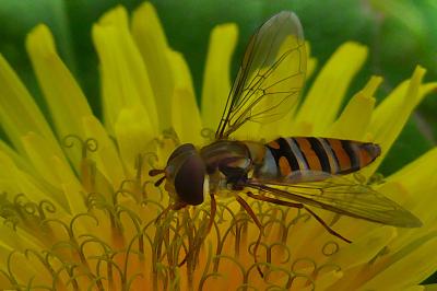 <i>Episyrphus balteatus</i>