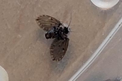 <i>Clogmia albipunctata</i>