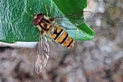 <i>Episyrphus balteatus</i>