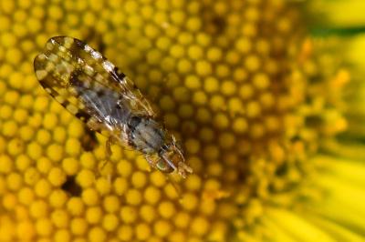 Campiglossa bidentis