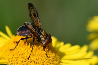 <i>Ectophasia crassipennis</i>