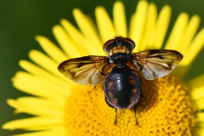 <i>Ectophasia crassipennis</i>