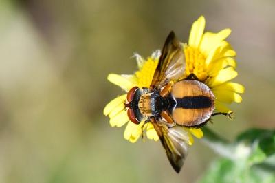 <i>Ectophasia crassipennis</i>