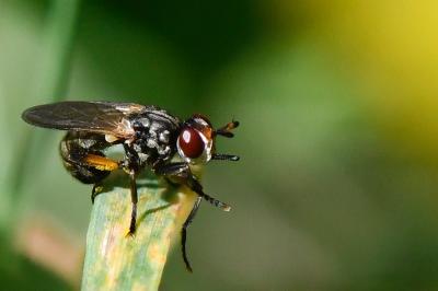 <i>Thecophora atra</i>