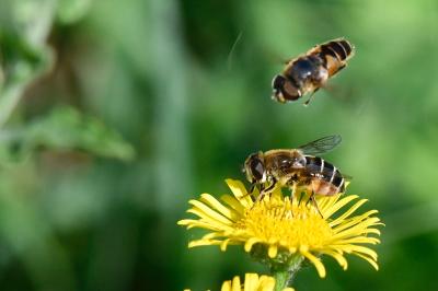 <i>Eristalis nemorum</i>