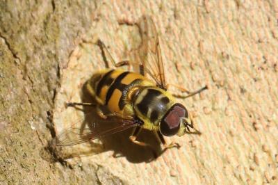 <i>Myathropa florea</i>