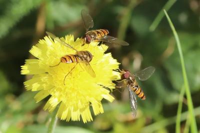 <i>Episyrphus balteatus</i>