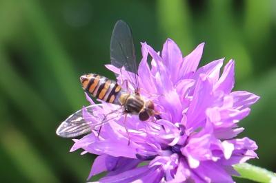 <i>Episyrphus balteatus</i>