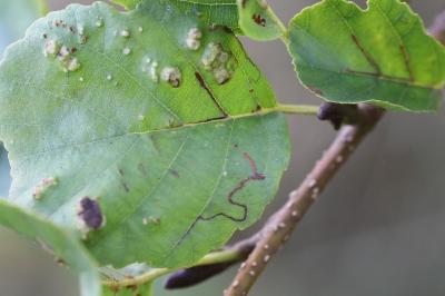 <i>Agromyza alnivora</i>