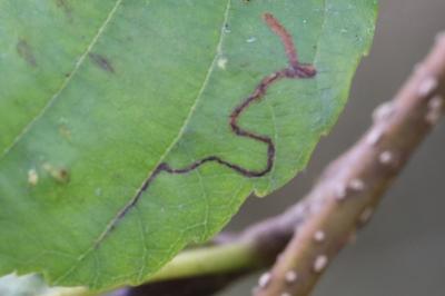 <i>Agromyza alnivora</i>