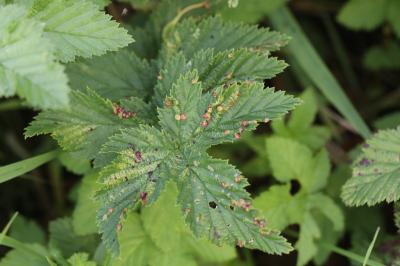 <i>Dasineura ulmaria</i>