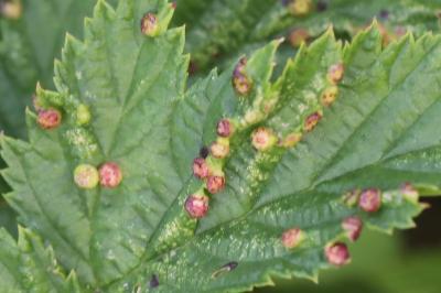 <i>Dasineura ulmaria</i>