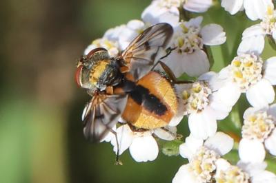 <i>Ectophasia crassipennis</i>