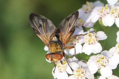 <i>Ectophasia crassipennis</i>
