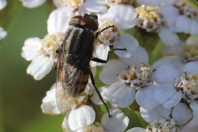 <i>Stomorhina lunata</i>