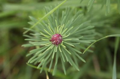 <i>Spurgia euphorbiae</i>