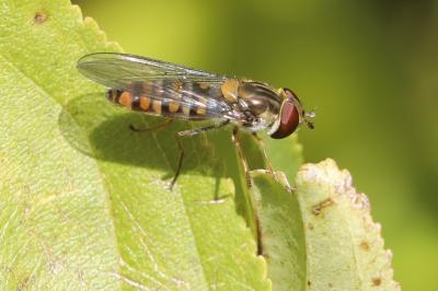 <i>Episyrphus balteatus</i>