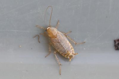 <i>Planuncus vinzi</i>