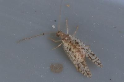 <i>Micromus variegatus</i>