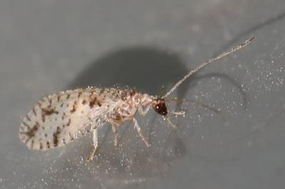 Micromus variegatus