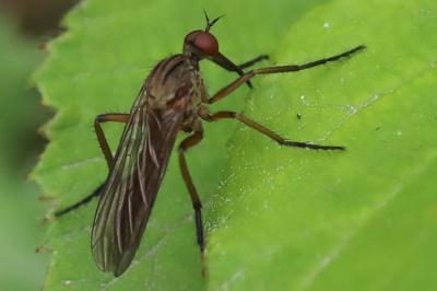 <i>Empis livida</i>