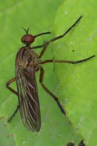 <i>Empis livida</i>