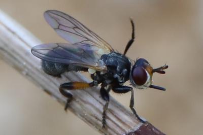 <i>Thecophora</i>