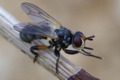 <i>Thecophora</i>