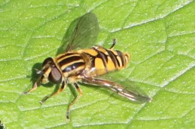 <i>Helophilus pendulus</i>