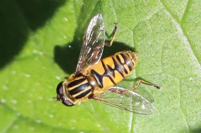 <i>Helophilus pendulus</i>