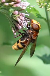 <i>Volucella zonaria</i>