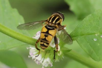<i>Helophilus pendulus</i>