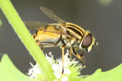 <i>Helophilus pendulus</i>