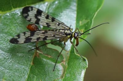 <i>Panorpa vulgaris</i>