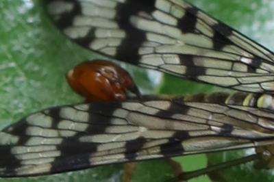 <i>Panorpa vulgaris</i>