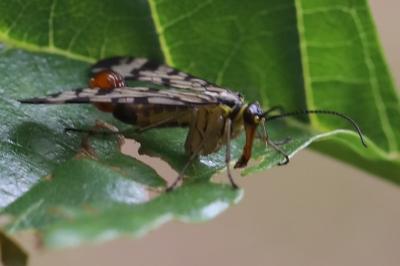 <i>Panorpa vulgaris</i>