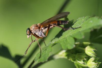 <i>Rhagio tringarius</i>