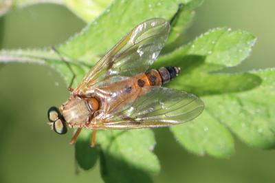 <i>Rhagio tringarius</i>