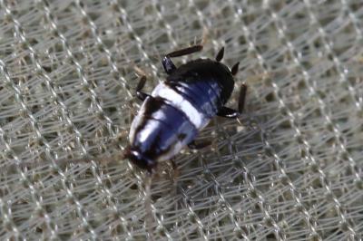 Planuncus vinzi