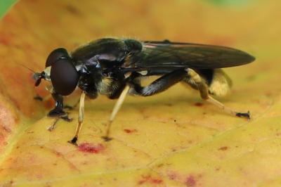 <i>Xylota sylvarum</i>