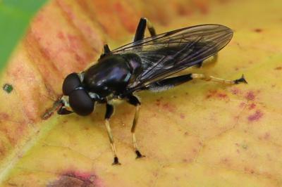 <i>Xylota sylvarum</i>