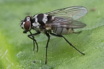 <i>Limnophora obsignata</i>