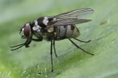 <i>Limnophora obsignata</i>
