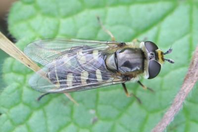 Eupeodes luniger