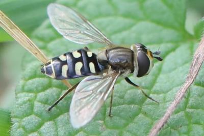 <i>Eupeodes luniger</i>